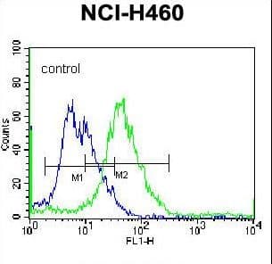 PELI3 / Pellino 3 Antibody (aa1-30)