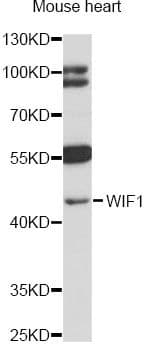 WIF1 Antibody