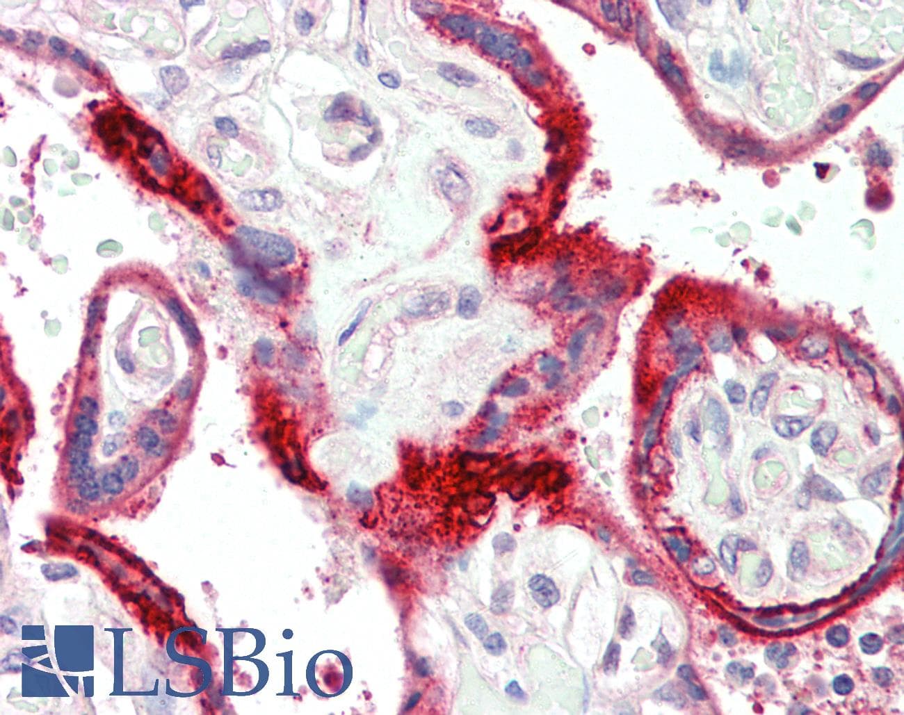 IHC-plus™ C11orf2 / Fat-Free Antibody