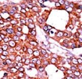 CDC25A Antibody (phospho-Thr507)