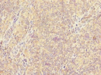 CD300A Antibody