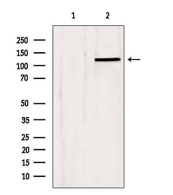SLC24A1 / NCKX Antibody