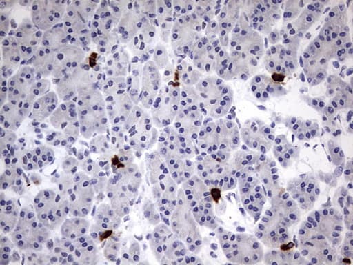 USP48 Antibody (aa361-743, clone OTI1F10)
