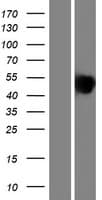 IBSP / Bone Sialoprotein (Over-Expression Lysate Myc-DDK (Flag))