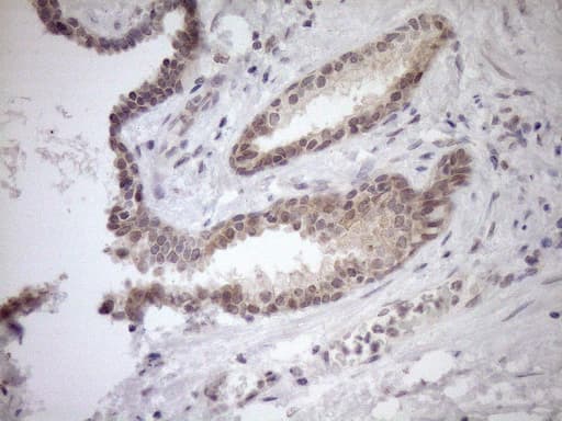 PARG Antibody (aa1-367, clone OTI6F4)