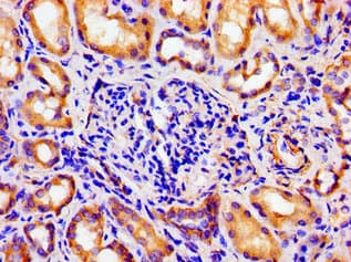 ARTN / Artemin Antibody