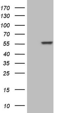 NFS1 Antibody (aa1-299, clone OTI2H5, Carrier-free)