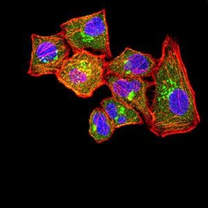 CLEC12A / CD371 Antibody (clone 4D5A8)