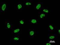 Monoclonal Mouse anti-Human DDX39 Antibody (clone 2252C4a, IF, WB)