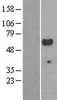 Human p56lck / LCK Protein (Over-Expression Lysate Myc-DDK (Flag))