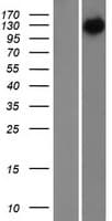 NEFH / NF-H Protein (Over-Expression Lysate Myc-DDK (Flag))