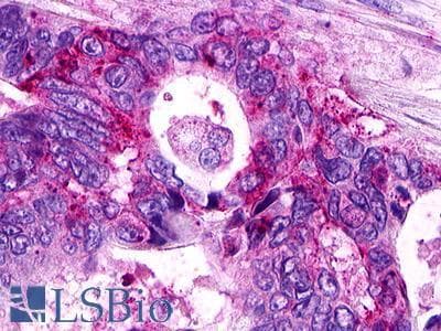PathPlus™ Polyclonal Rabbit anti-Human S1PR1 / EDG1 / S1P1 Antibody (Cytoplasmic Domain, IHC)