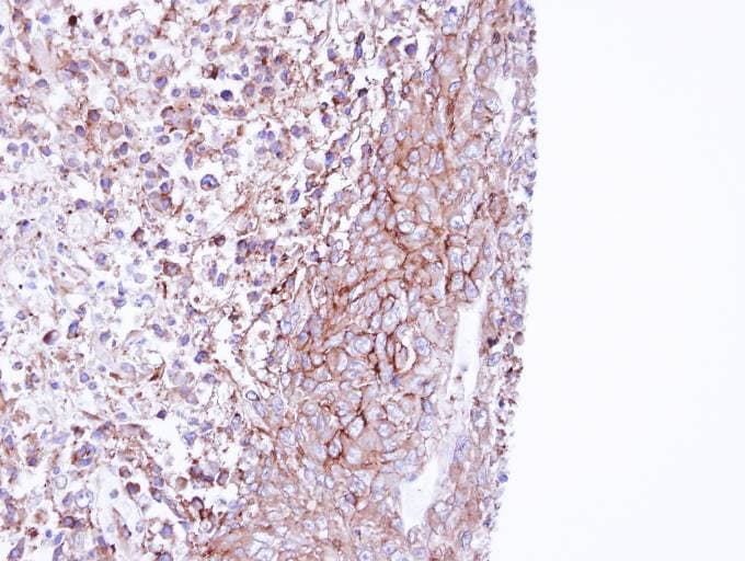 MPP1 Antibody (aa1-304)