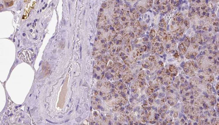 PARVB Antibody