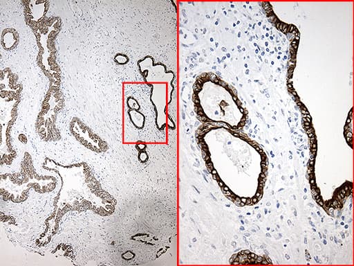 SYNE1 / Nesprin 1 Antibody (aa1-285, clone OTI1E10, Carrier-free)