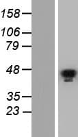 GATA5 Protein (Over-Expression Lysate Myc-DDK (Flag))