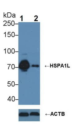 HSPA1L Antibody (aa1-641)
