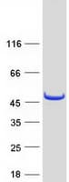 Human TCP10 Protein (Recombinant Myc-DDK (Flag))