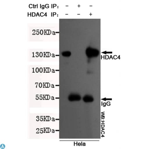 HDAC4 Antibody