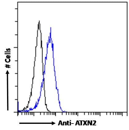 ATXN2 / SCA2 / Ataxin-2 Antibody (aa479-489)