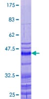 Human PRM2 / Protamine 2 Protein (Recombinant GST)