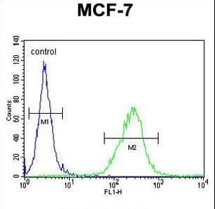 OR6C4 Antibody (aa242-270)