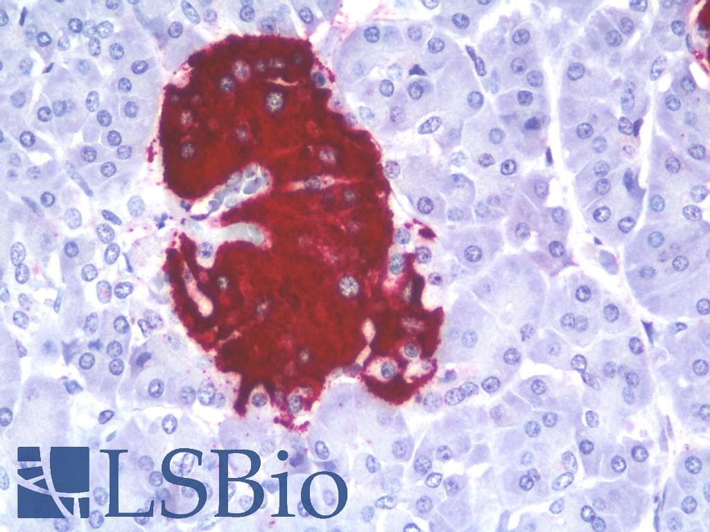 IHC-plus™ Insulin Antibody (clone D6C4)