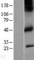 CHRM1 / M1 Protein (Over-Expression Lysate Myc-DDK (Flag))