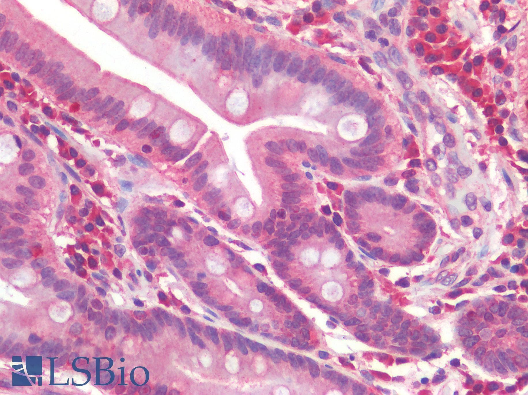 IHC-plus™ IL-33 Antibody