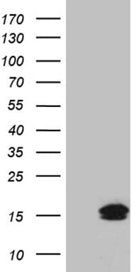 TFF3 / Trefoil Factor 3 Antibody (aa72-130, clone OTI3G5)