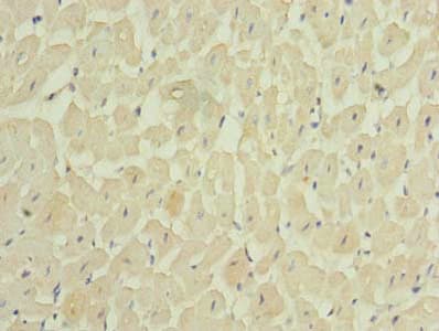 MEI1 Antibody