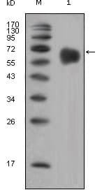 FGFR4 Antibody (clone 7H1)