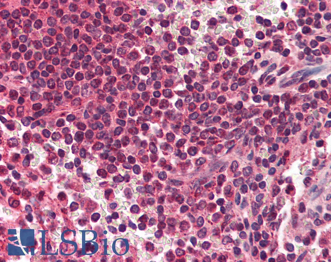 RYBP Antibody