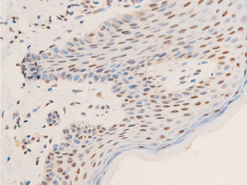 JUN / c-Jun Antibody (phospho-Thr239)