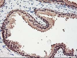 Monoclonal Mouse anti-Human RBBP7 / RbAp46 Antibody (clone OTI5A4, IHC, WB)