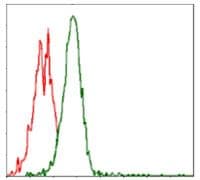 RPS6KB1 / P70S6K / S6K Antibody (clone 5G9)