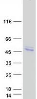 Human HS3ST1 Protein (Recombinant Myc-DDK (Flag))