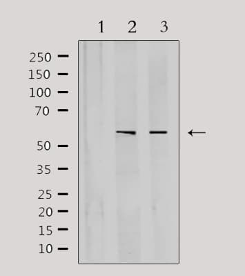 CYP3A4 / Cytochrome P450 3A4 Antibody