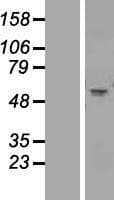 CHRNA1 Protein (Over-Expression Lysate Myc-DDK (Flag))