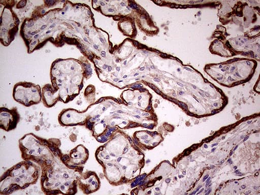SEMA3D / Semaphorin 3D Antibody (aa200-291, clone OTI2H4, Carrier-free)