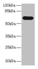 PTPN5 / STEP Antibody (aa300-555)