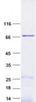 Human GTF2H4 / TFB2 Protein (Recombinant GST, N-terminus + His, C-terminus)