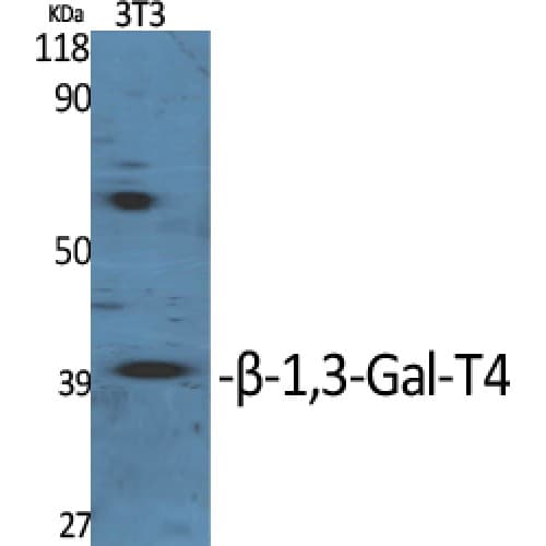 Polyclonal Rabbit anti-Human GALT4 / B3GALT4 Antibody (150-230 aa, Internal, WB)