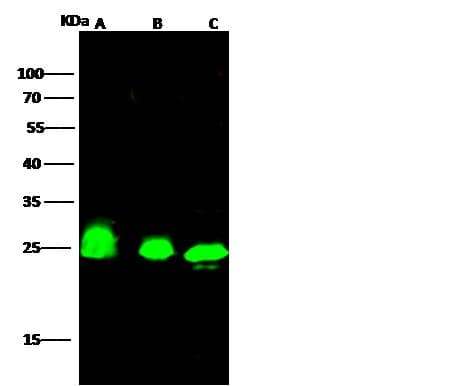 HMG1 / HMGB1 Antibody (Preservative Free)