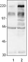 Phosphotyrosine Antibody (clone PY20)
