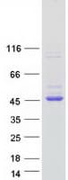 Human GNAI1 / Gi Protein (Recombinant Myc-DDK (Flag))