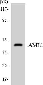 AML1 / RUNX1 Antibody (aa381-430)