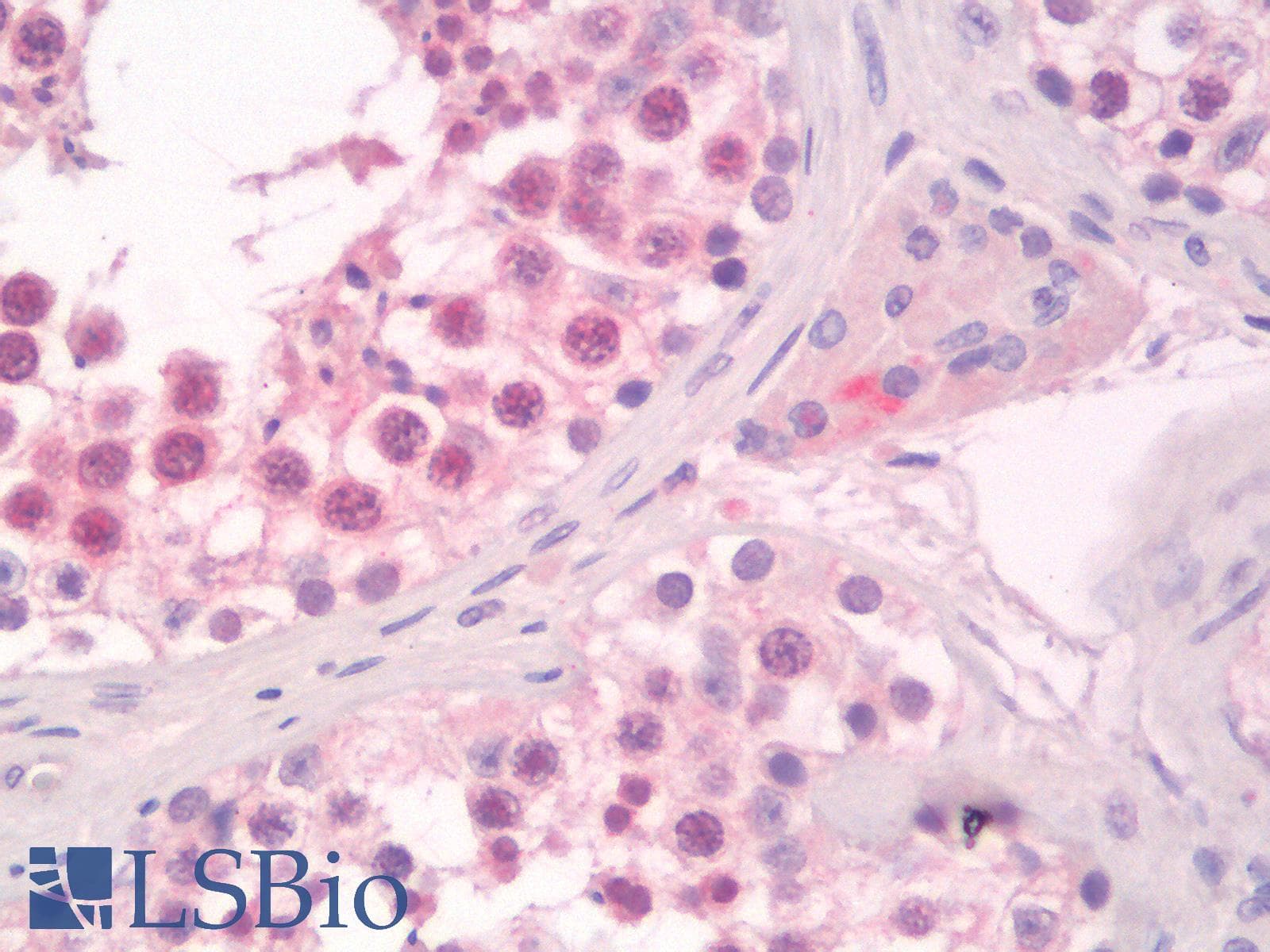 IHC-plus™ RANBPM Antibody (aa717-729)