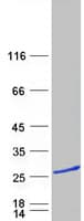 Human C6orf64 Protein (Recombinant Myc-DDK (Flag))
