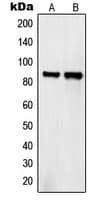 Polyclonal Rabbit anti-Human SEMA4A / Semaphorin 4A Antibody (Internal, IF, WB)